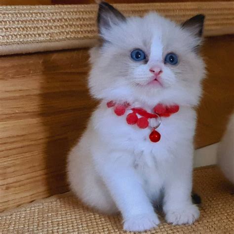 We are known for our Integrity and passion; see what we have been doing for this. . Ragdoll kittens for sale melbourne